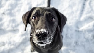 Hunde-Mythen Winter