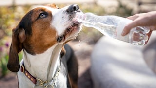 Hund trinkt Wasser aus Flasche