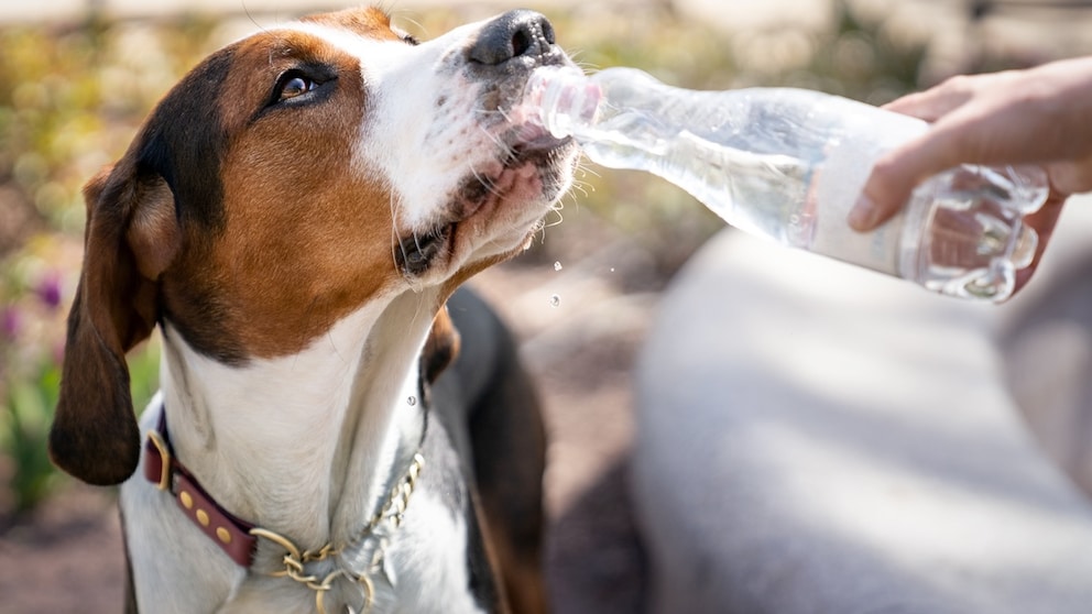 Hund trinkt Wasser aus Flasche