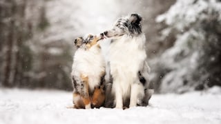 Zwei Collies im Winterschnee