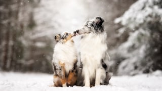 Zwei Collies im Winterschnee