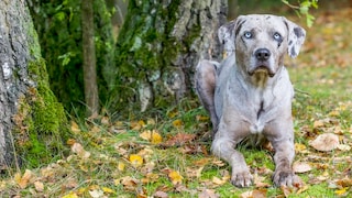 Louisiana Catahoula Leopard Dog auf Gras liegend