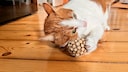 Kater Remo reibt sich an einer Kugel mit Matatabi