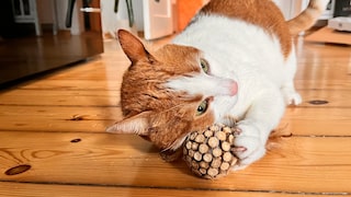 Kater Remo reibt sich an einer Kugel mit Matatabi