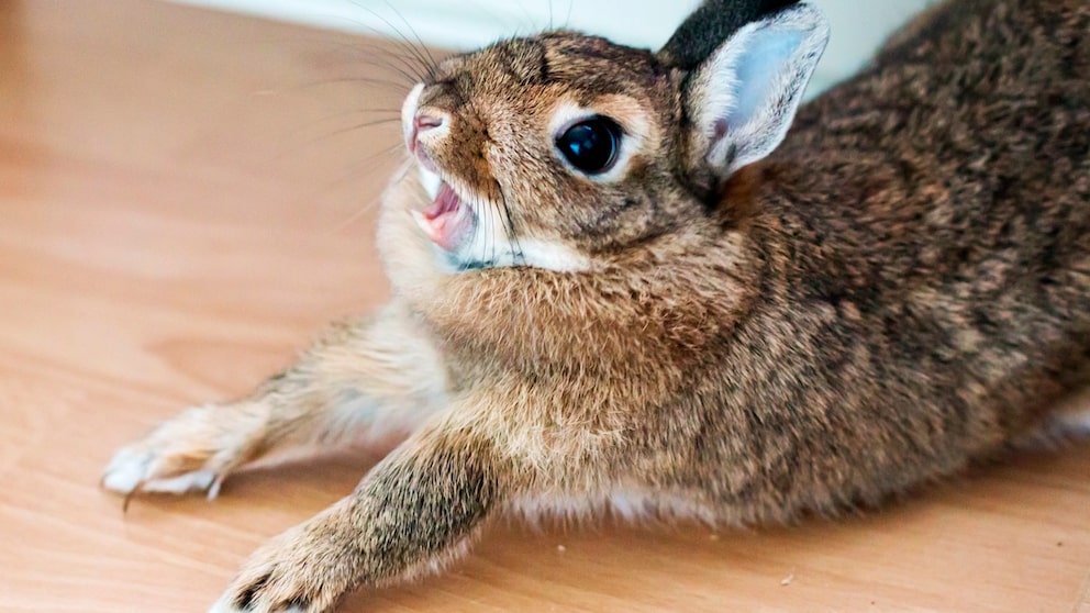 Kaninchen streckt sich und zeigt Zähne