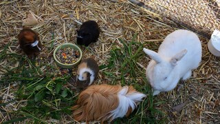 Meerschweinchen und Kaninchen im selben Gehege