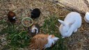 Meerschweinchen und Kaninchen im selben Gehege