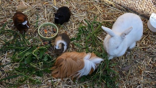 Meerschweinchen und Kaninchen im selben Gehege