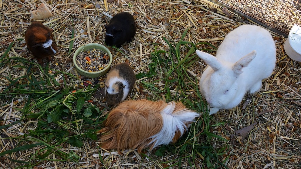 Meerschweinchen und Kaninchen im selben Gehege