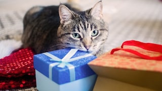 Katze mit Geschenk zum Black Friday
