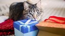 Katze mit Geschenk zum Black Friday
