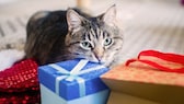 Katze mit Geschenk zum Black Friday