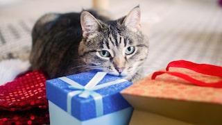 Katze mit Geschenk zum Black Friday