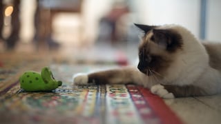 Junge Birma-Katze sitzt vor einer Spielmaus
