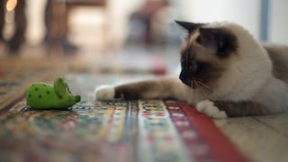 Junge Birma-Katze sitzt vor einer Spielmaus