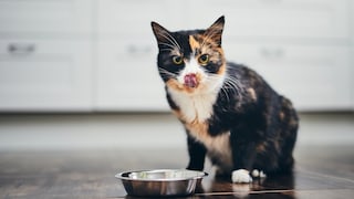 Katze sitzt vor Napf und leckt sich die Lippen