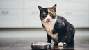 Katze sitzt vor Napf und leckt sich die Lippen