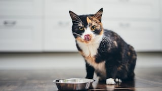 Katze sitzt vor Napf und leckt sich die Lippen