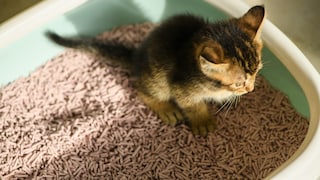 Kitten auf Katzenklo