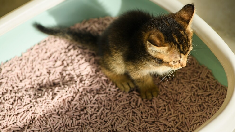 Kitten auf Katzenklo