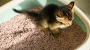 Kitten auf Katzenklo