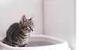 Junge getigerte Katze auf dem Katzenklo