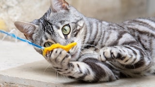 Begal-Katze mit Spielangel