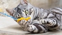Begal-Katze mit Spielangel