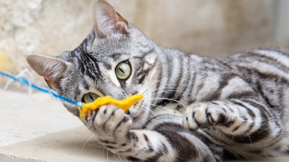 Begal-Katze mit Spielangel