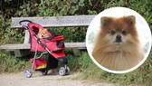 Mit 20 Jahren ist Hunde-Opi Samy schon ein Methusalem. Doch das Leben mit altem Hund hat auch Schattenseiten