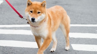 Shiba Inus eilt der Ruf voraus, besonders stur und eigensinnig zu sein. Doch ist das wirklich so? Hundetrainerin Katharina Marioth hat hierzu eine klare Meinung.