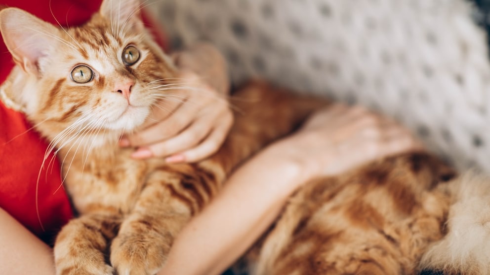 Eine Maine Coon kuschelt mit ihrer Halterin