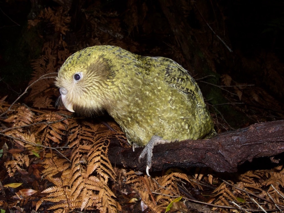 Kakapo