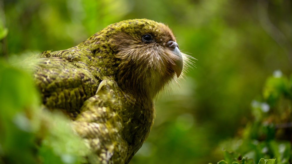 Kakapo