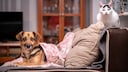 Hund und Katze nebeneinander auf dem Sofa sitzend