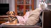 Hund und Katze nebeneinander auf dem Sofa sitzend