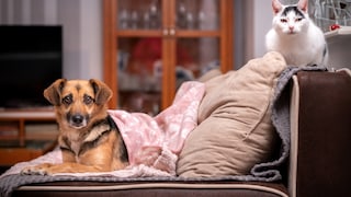 Hund und Katze nebeneinander auf dem Sofa sitzend