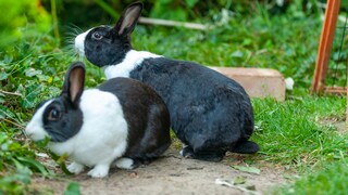 Zwei Kaninchen in einem Außengehege