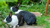 Zwei Kaninchen in einem Außengehege