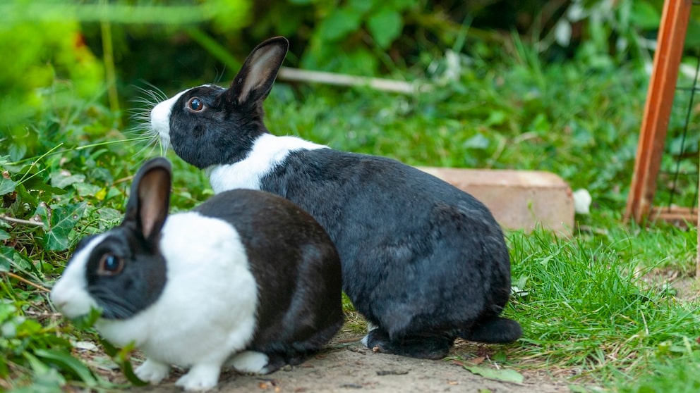 Zwei Kaninchen in einem Außengehege