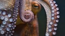 Close-up von einem Oktopus-Tentakel