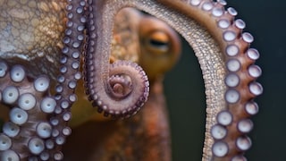 Close-up von einem Oktopus-Tentakel