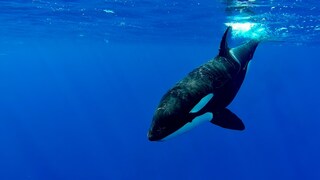 Nahaufnahme von Orca unter Wasser