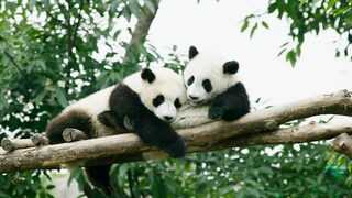 Zwei Große Pandas in einer Baumkrone