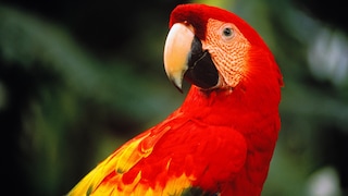 Ein Roter Ara im Regenwald