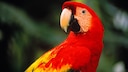 Ein Roter Ara im Regenwald