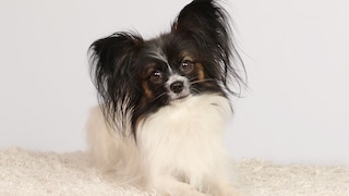 Hund der Rasse Papillon auf einer weißen Decke sitzend