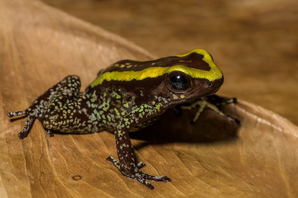 Blattsteiger Frosch Phyllobates aurotaenia