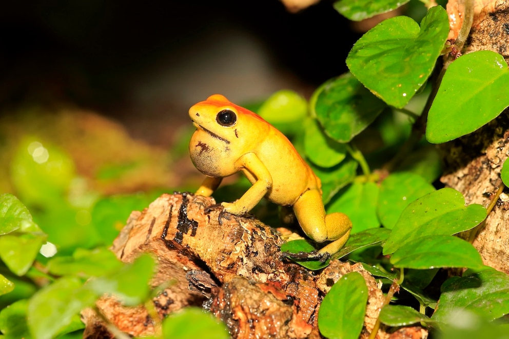Zweifarbiger Blattsteiger, (Phyllobates bicolor)