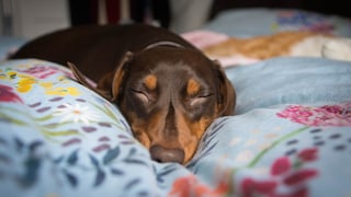 Dackel schläft auf Bett